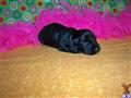 Dachshund